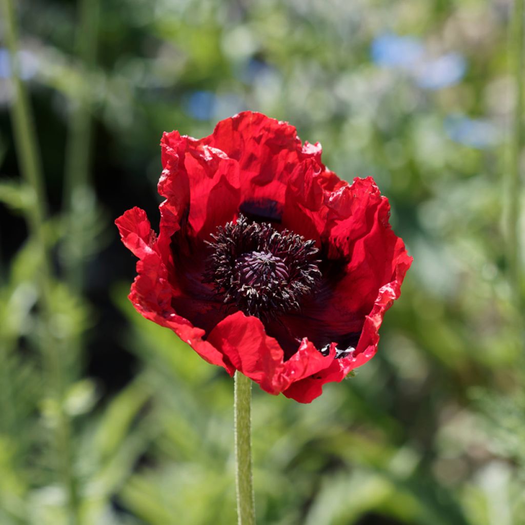 Papaver bracteatum Great Scarlet (zaad) - Armeense klaproos