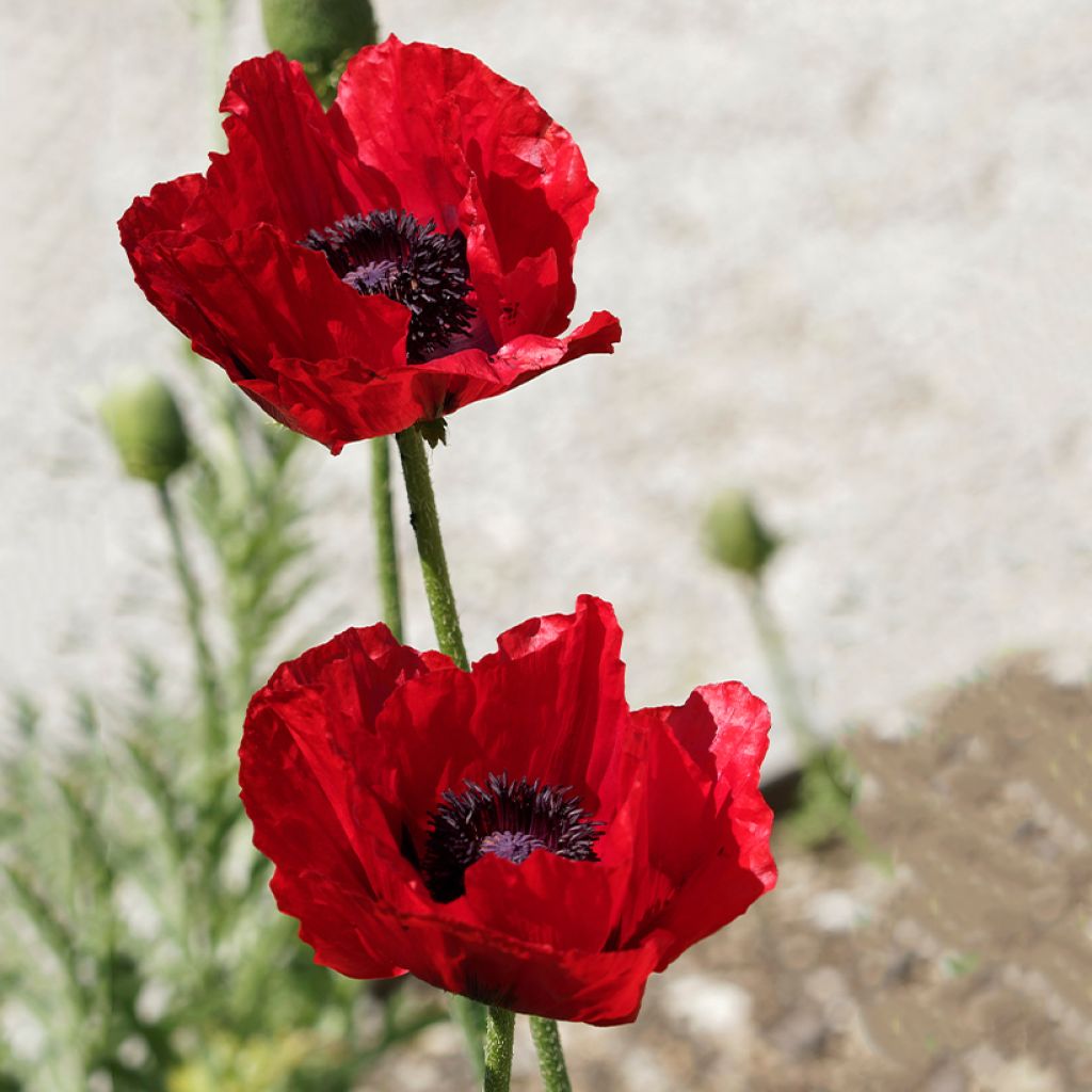 Papaver bracteatum Great Scarlet (zaad) - Armeense klaproos