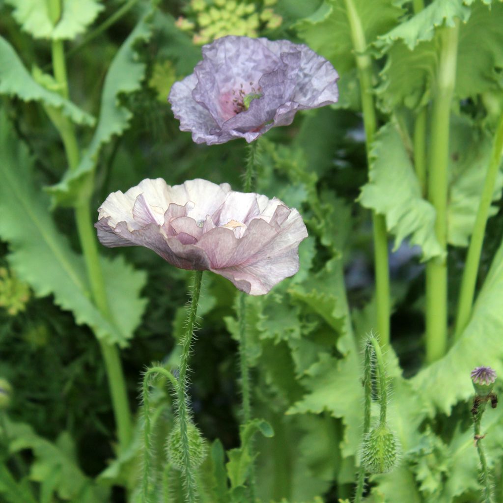 Papaver rhoeas Amazing Grey (zaad) - Grote klaproos