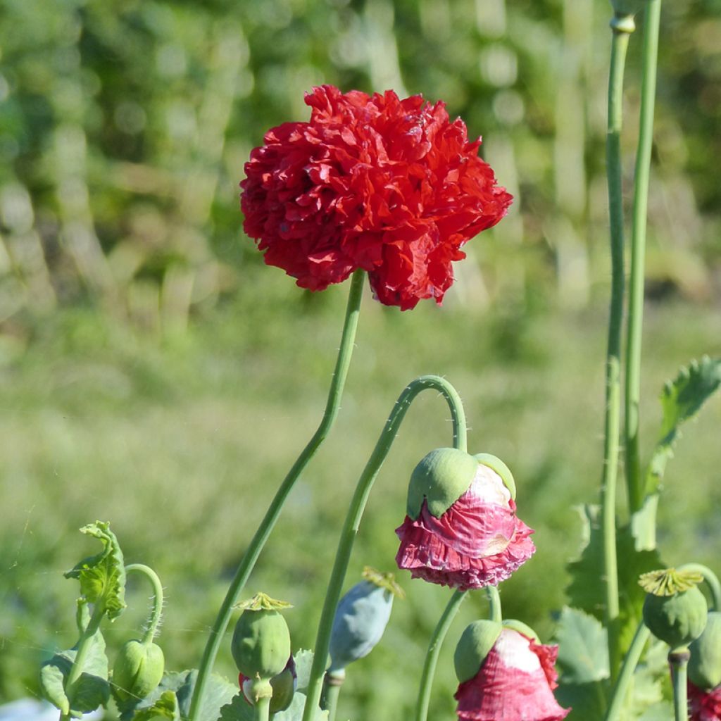 Papaver somniferum Red Peony (zaad) - Eenjarige slaapbol