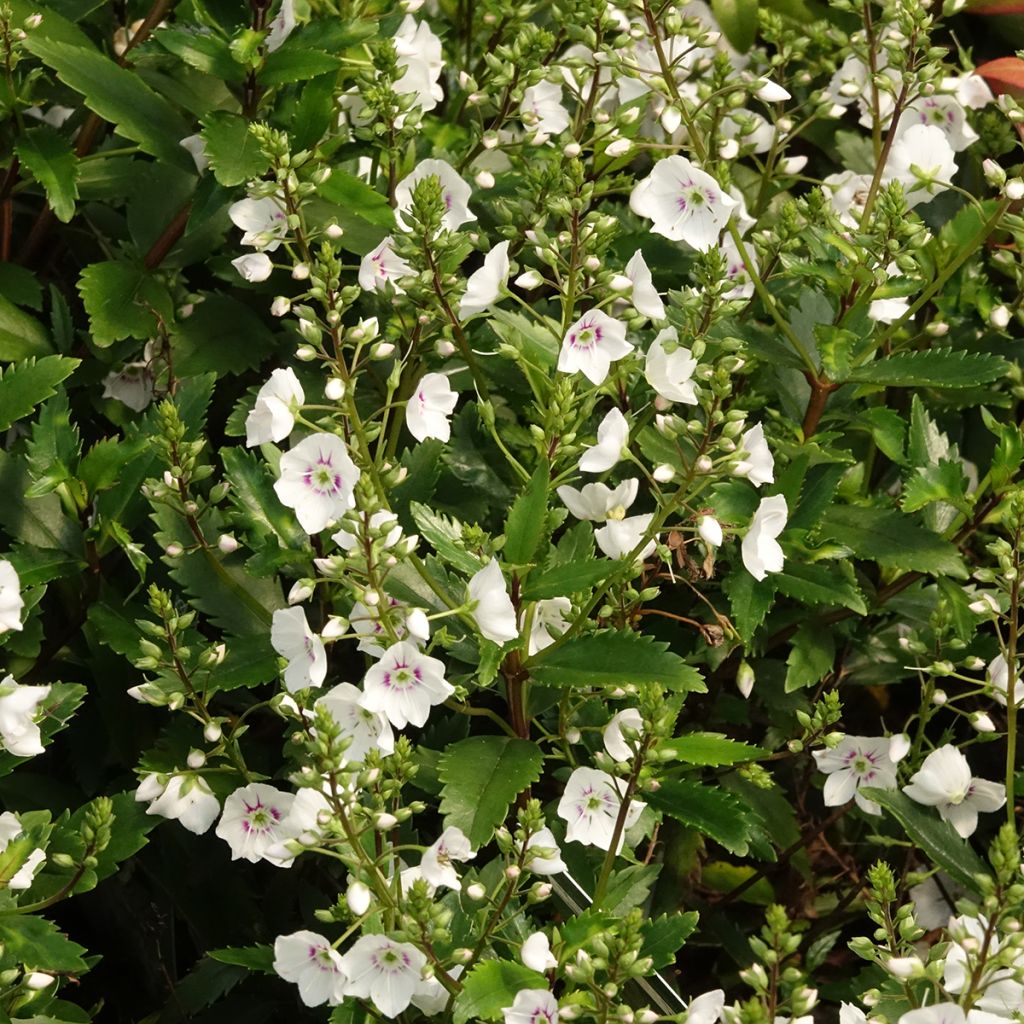 Parahebe catarractae Avalanche