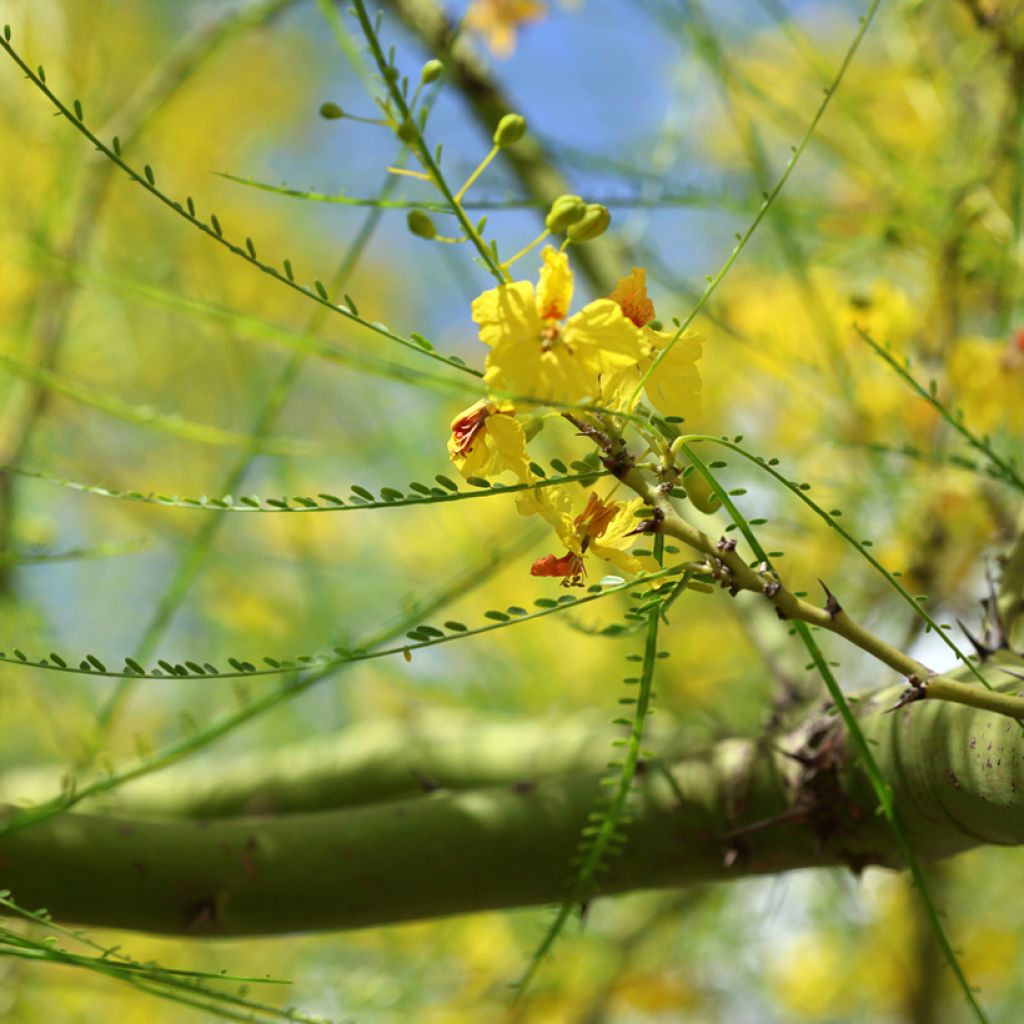 Cercidium floridum - Parkinsonia