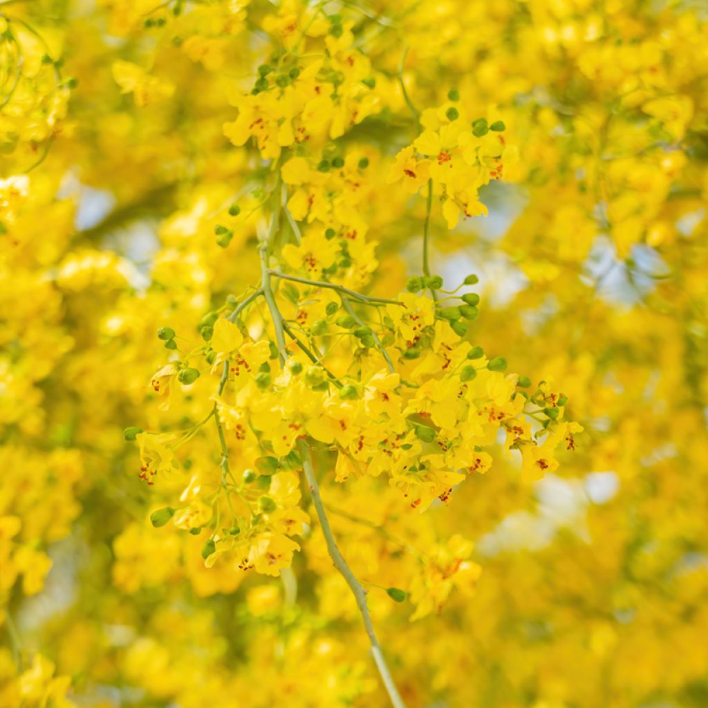 Cercidium floridum - Parkinsonia