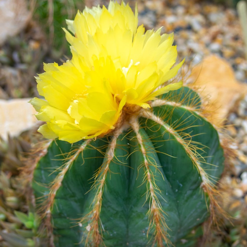 Parodia warasii - Bolcactus