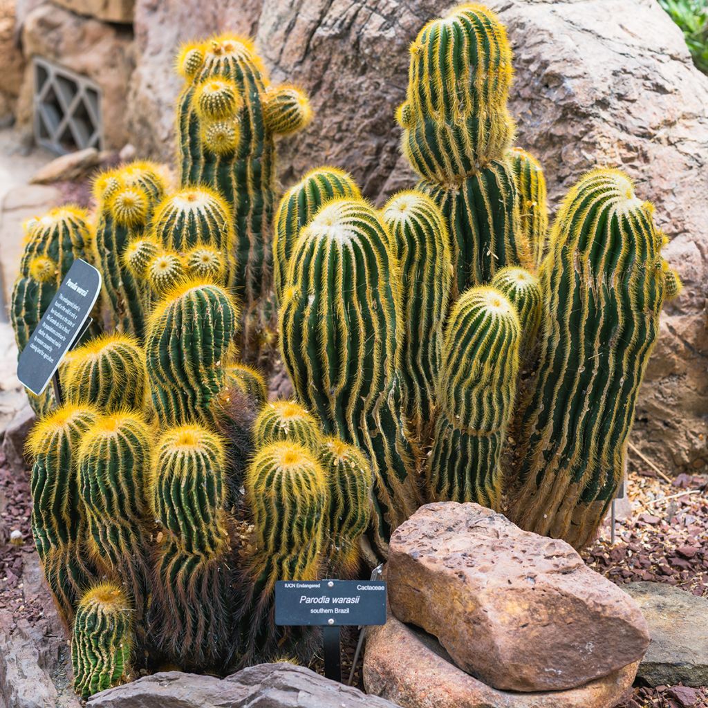 Parodia warasii - Bolcactus