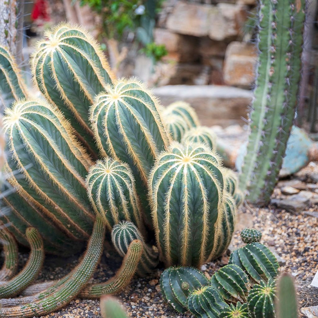 Parodia magnifica - Bolcactus
