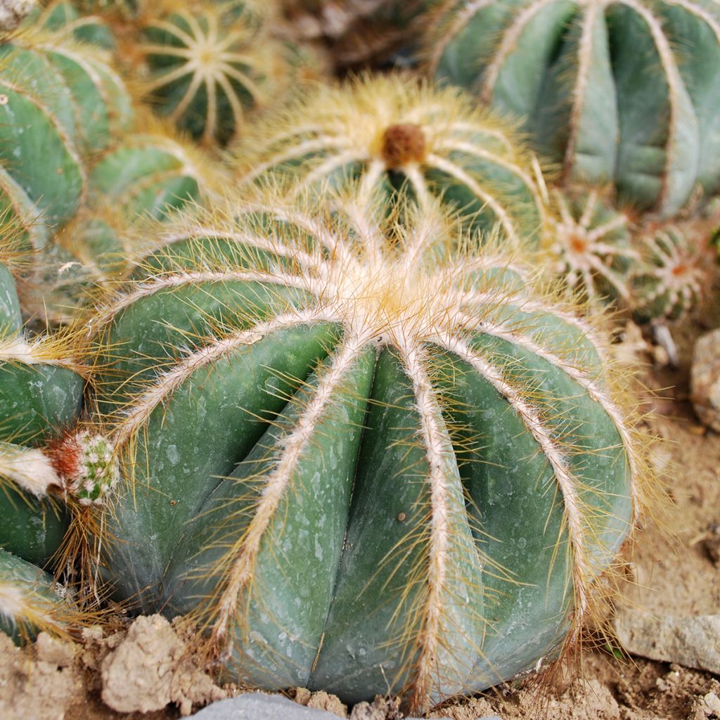 Parodia magnifica - Bolcactus