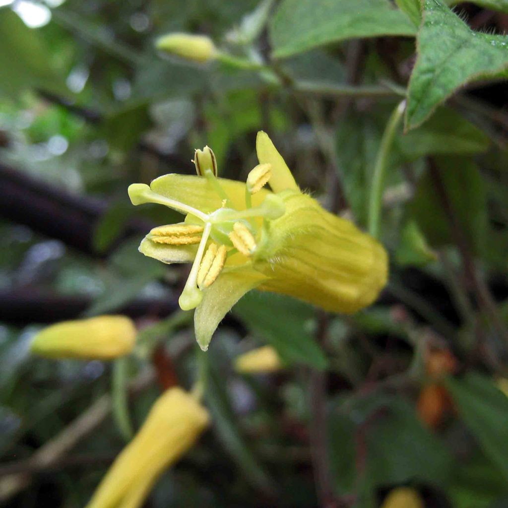 Passiflora citrina - Passiebloem