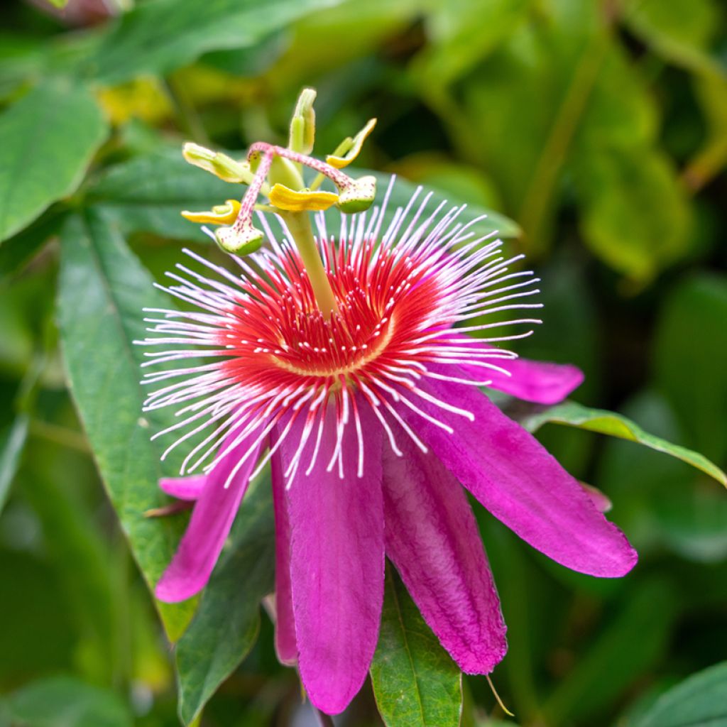 Passiflora Anastasia - Passiebloem