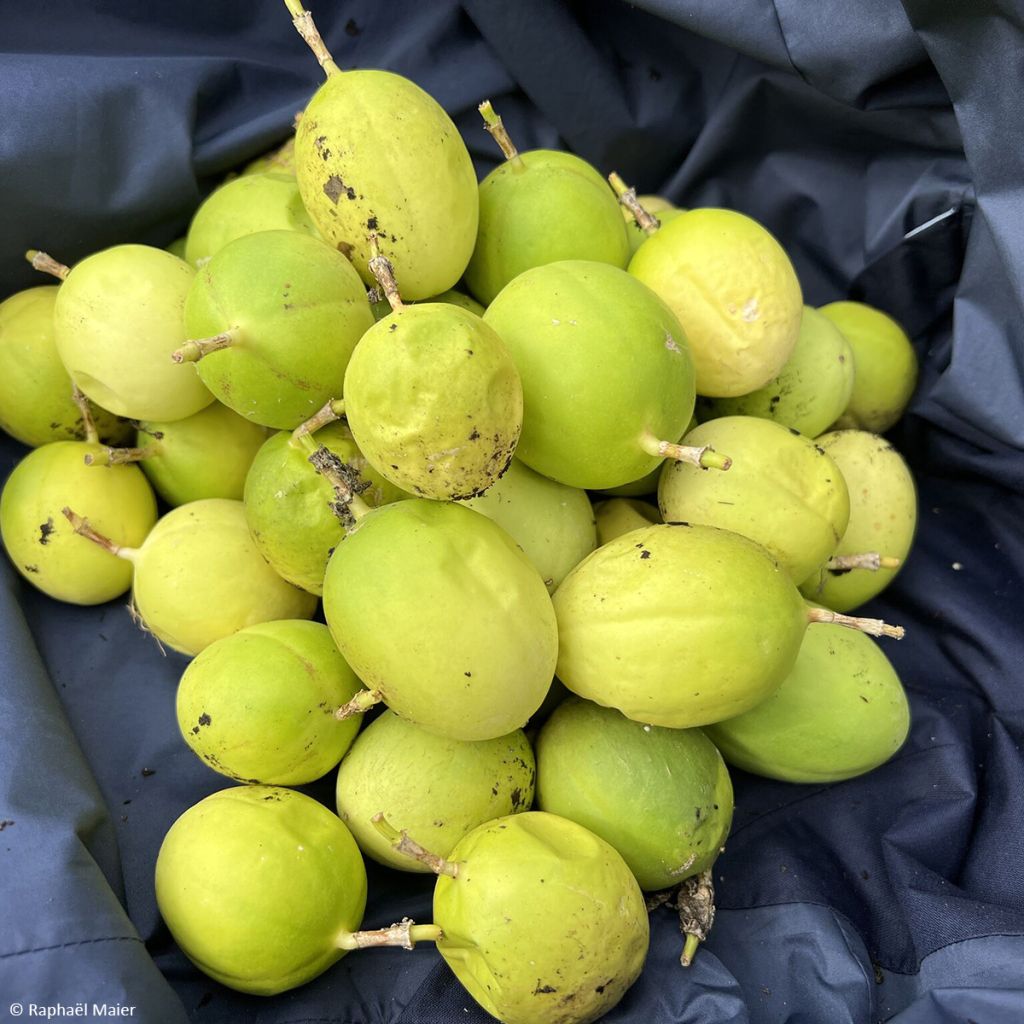 Passiflora Snow Star - Passiebloem