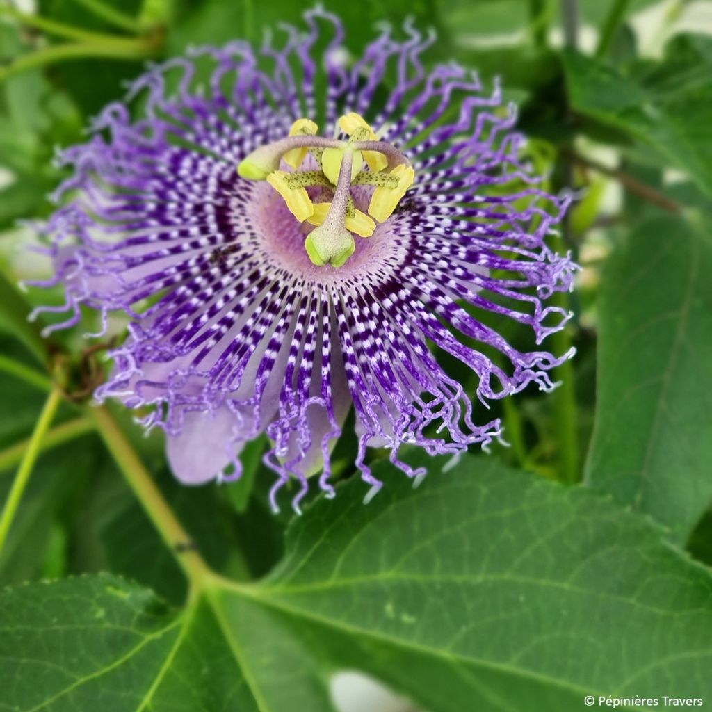 Passiflora Fata Confetto - Passiebloem