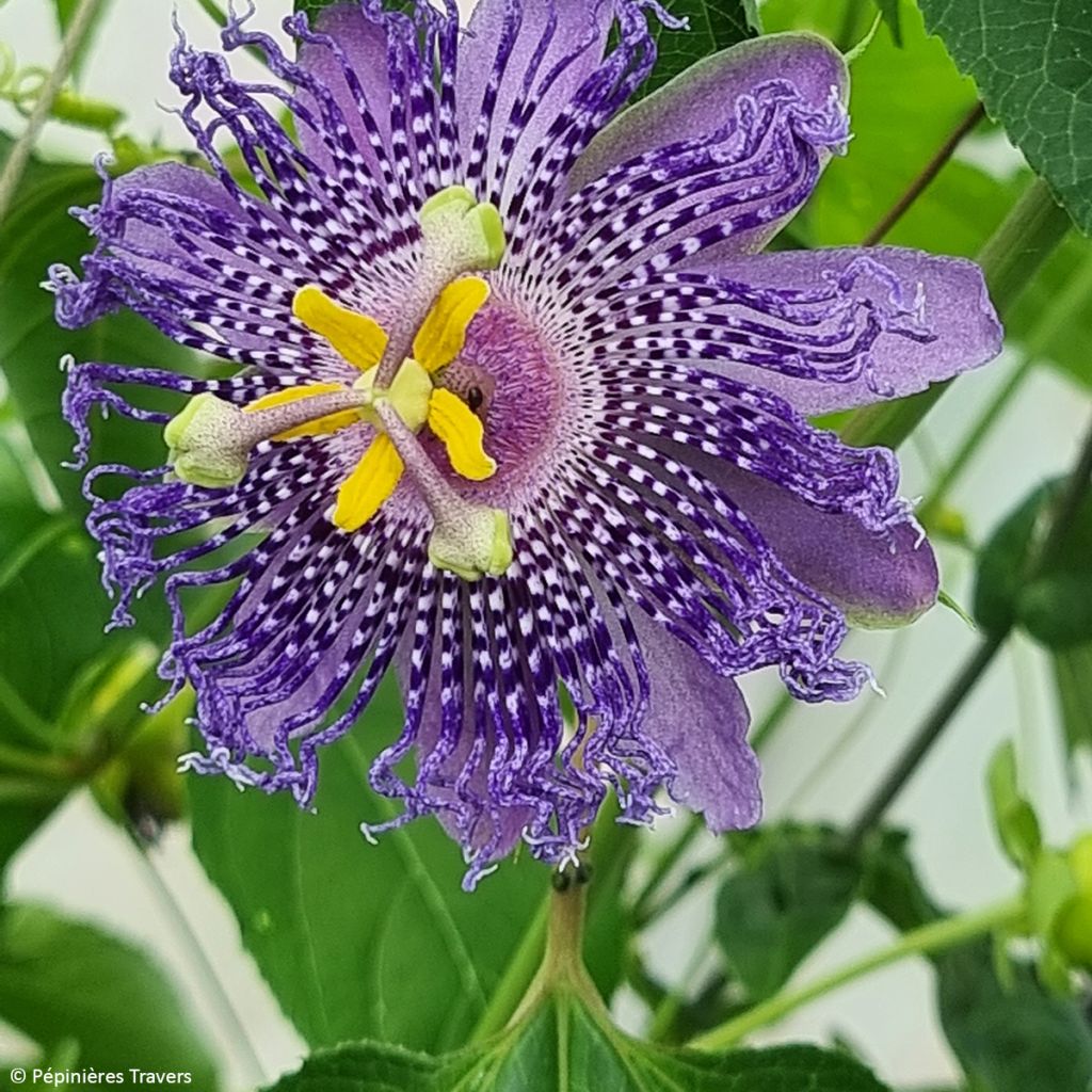 Passiflora Fata Confetto - Passiebloem