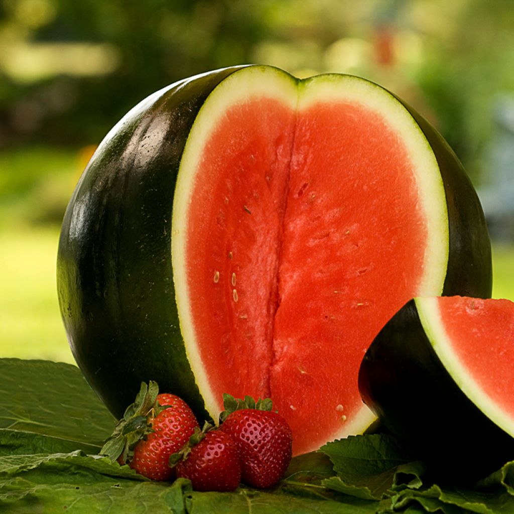 Watermeloen Sugar Baby