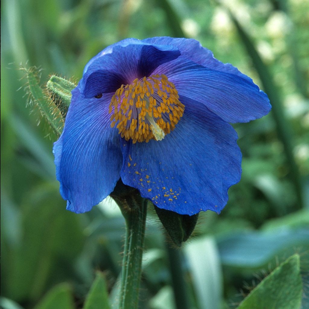 Meconopsis sheldonii - Blauwe papaver