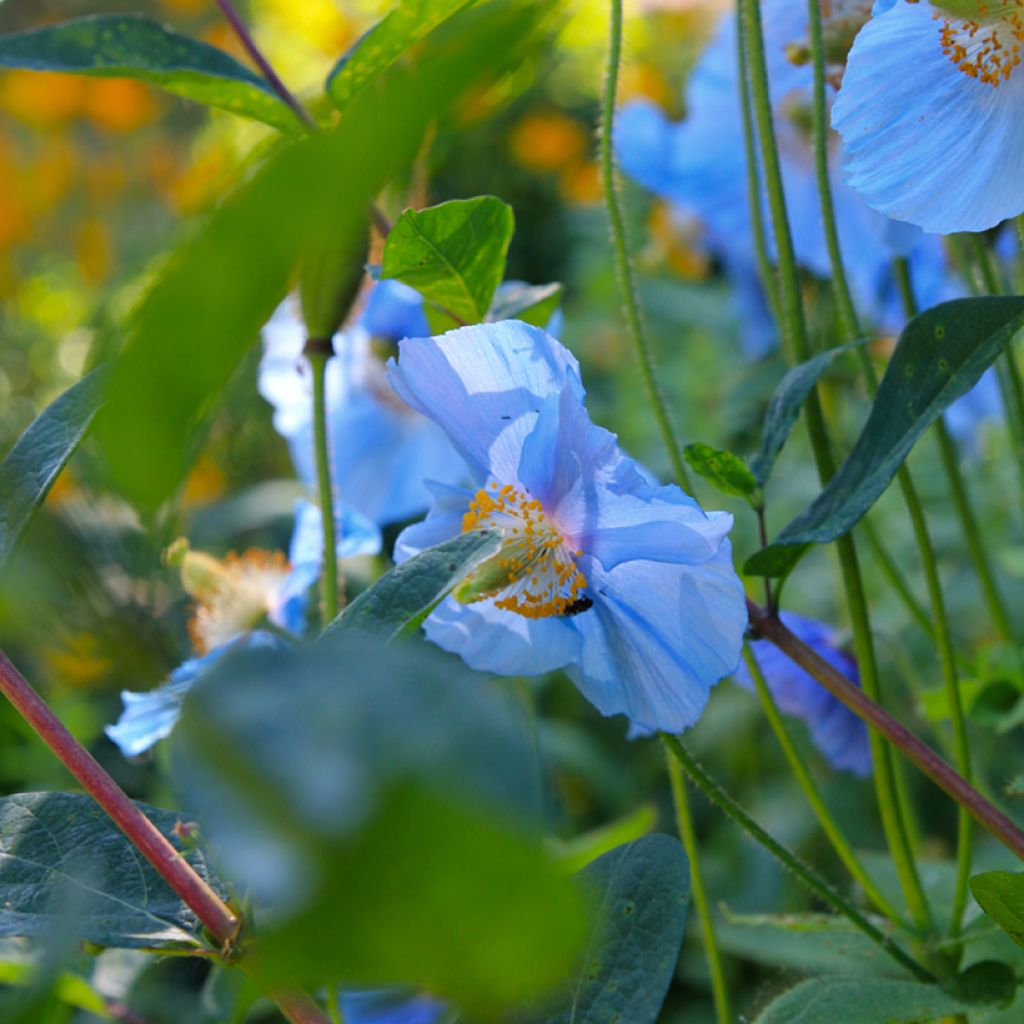 Meconopsis betonicifolia - Blauwe klaproos