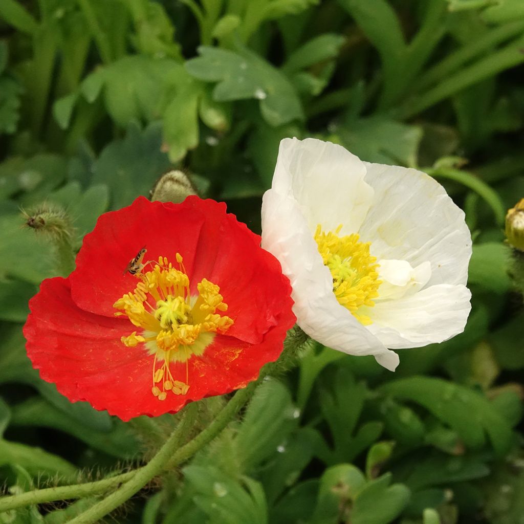 Papaver nudicaule Gartenzwerg - IJslandse papaver