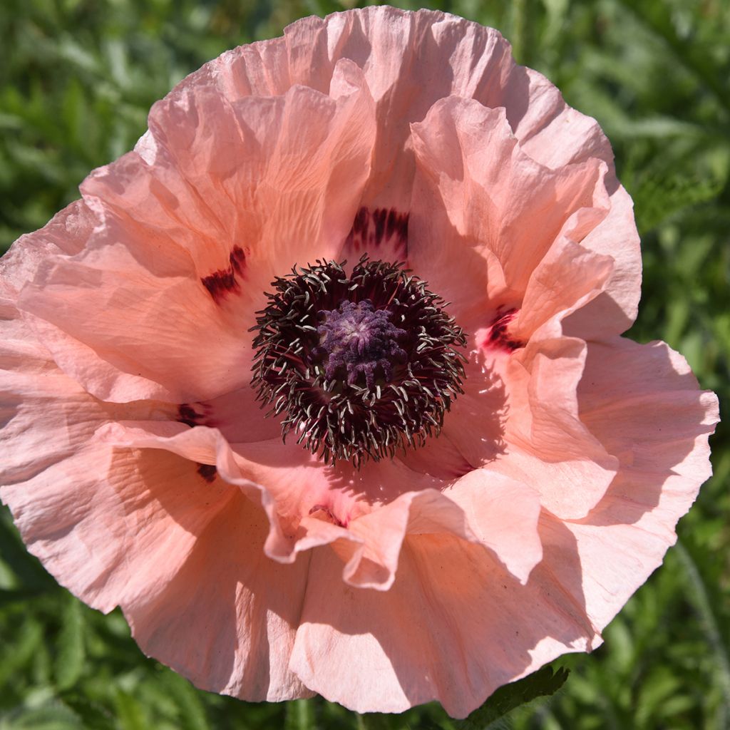 Papaver orientale Little Dancing Girl - Pavot d'Orient