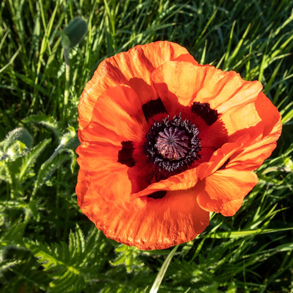 Papaver orientale Orange Glow - Oosterse papaver