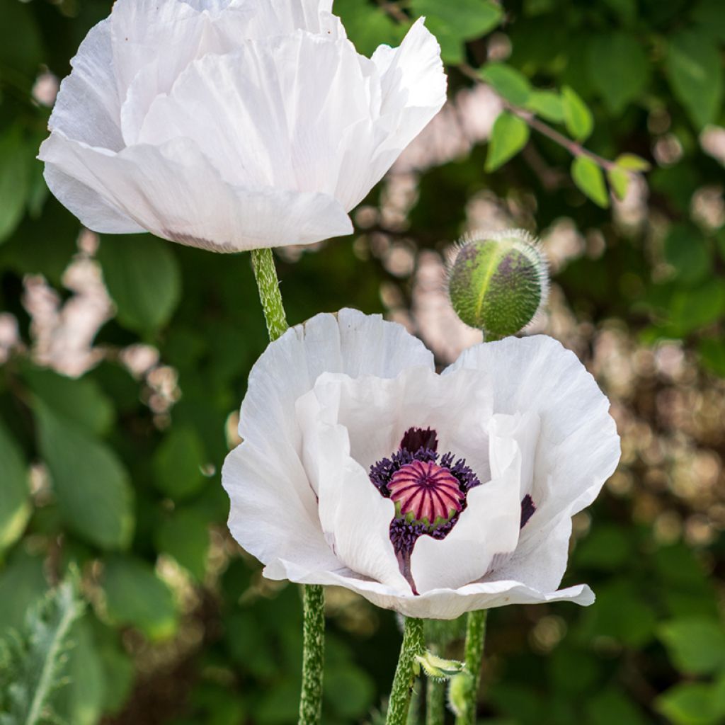 Papaver orientale Perry's White - Oosterse papaver