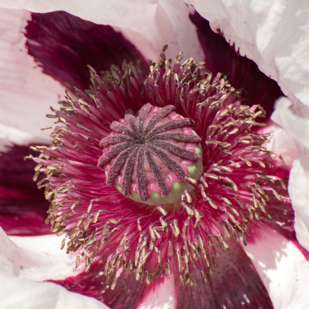 Papaver orientale Royal Wedding  - Oosterse papaver