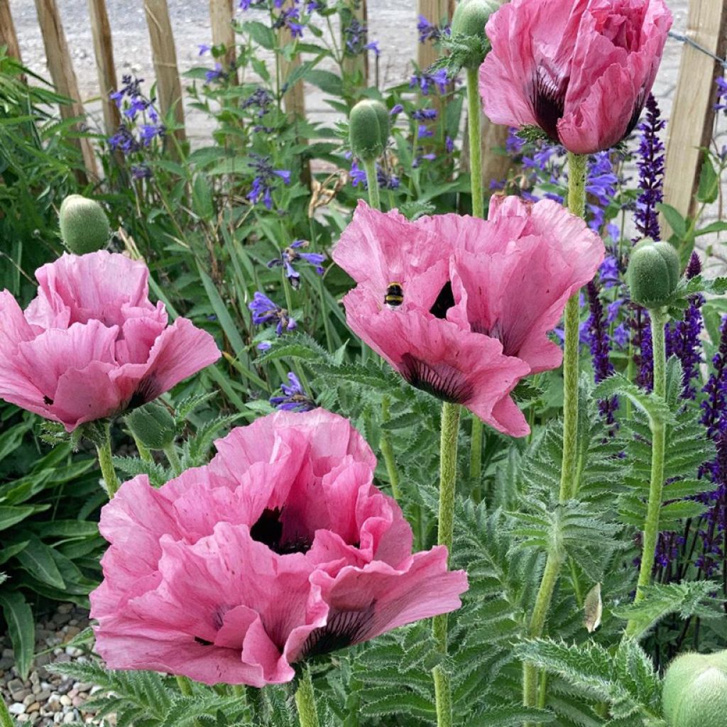 Papaver orientale Pink Perfection - Oosterse papaver