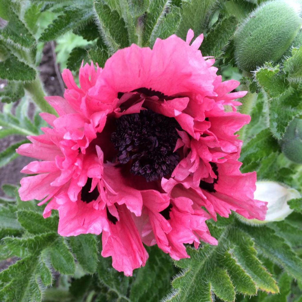 Papaver orientale Pink Perfection - Oosterse papaver
