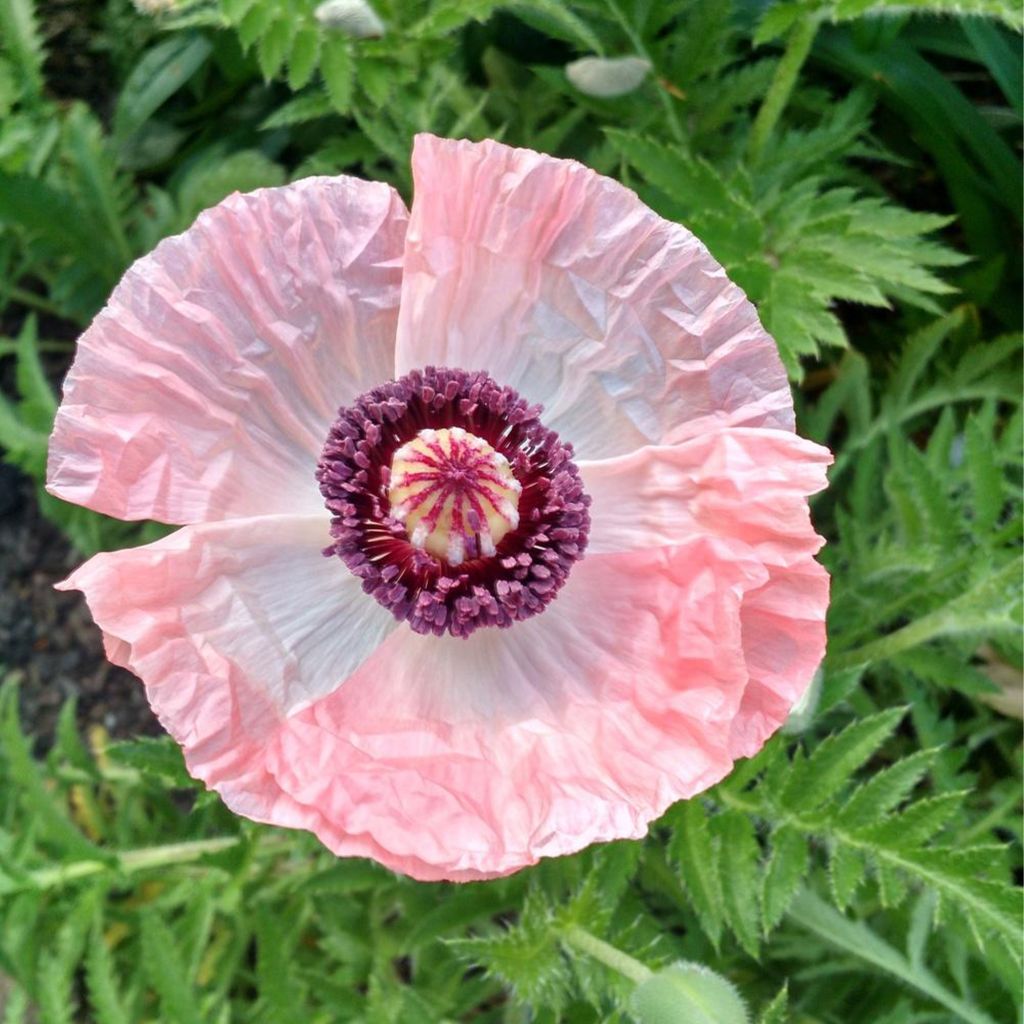 Papaver orientale Shasta - Oosterse papaver