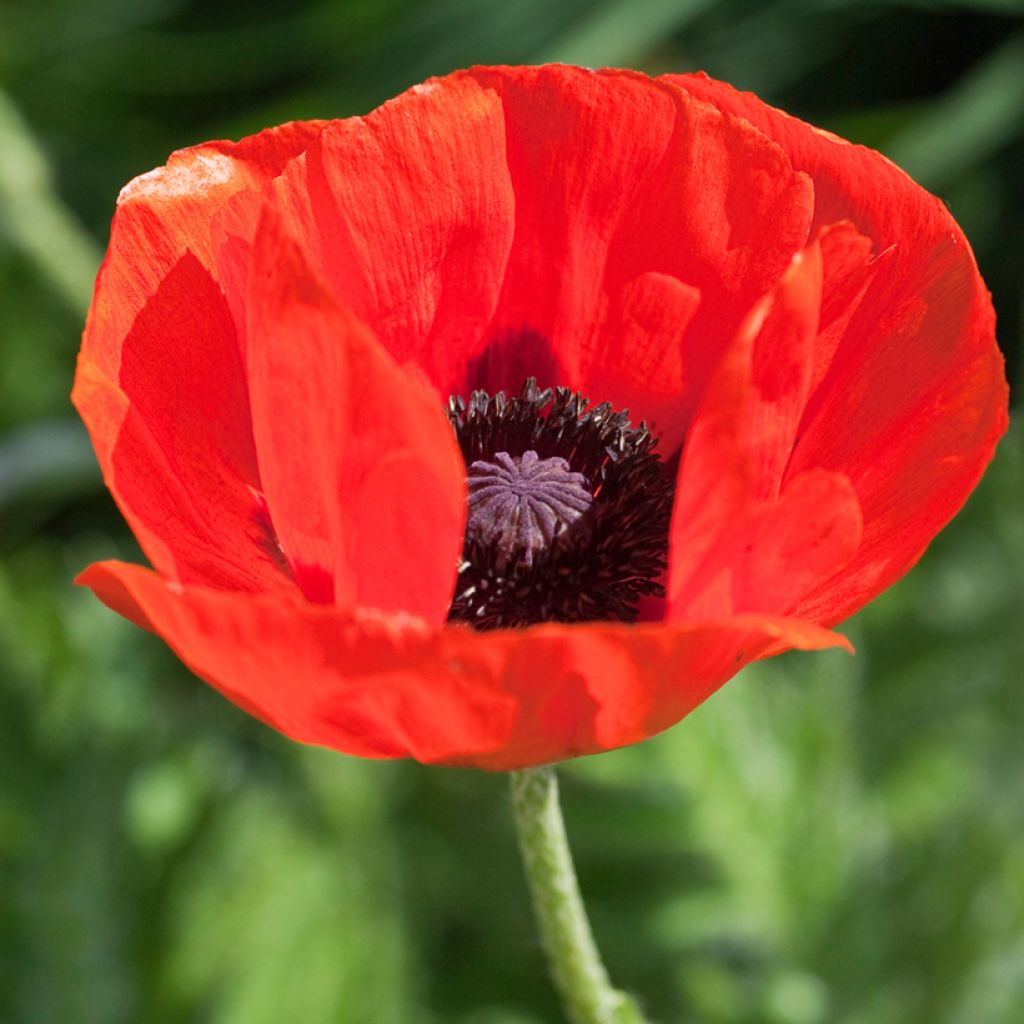 Papaver orientale Allegro - Oosterse papaver