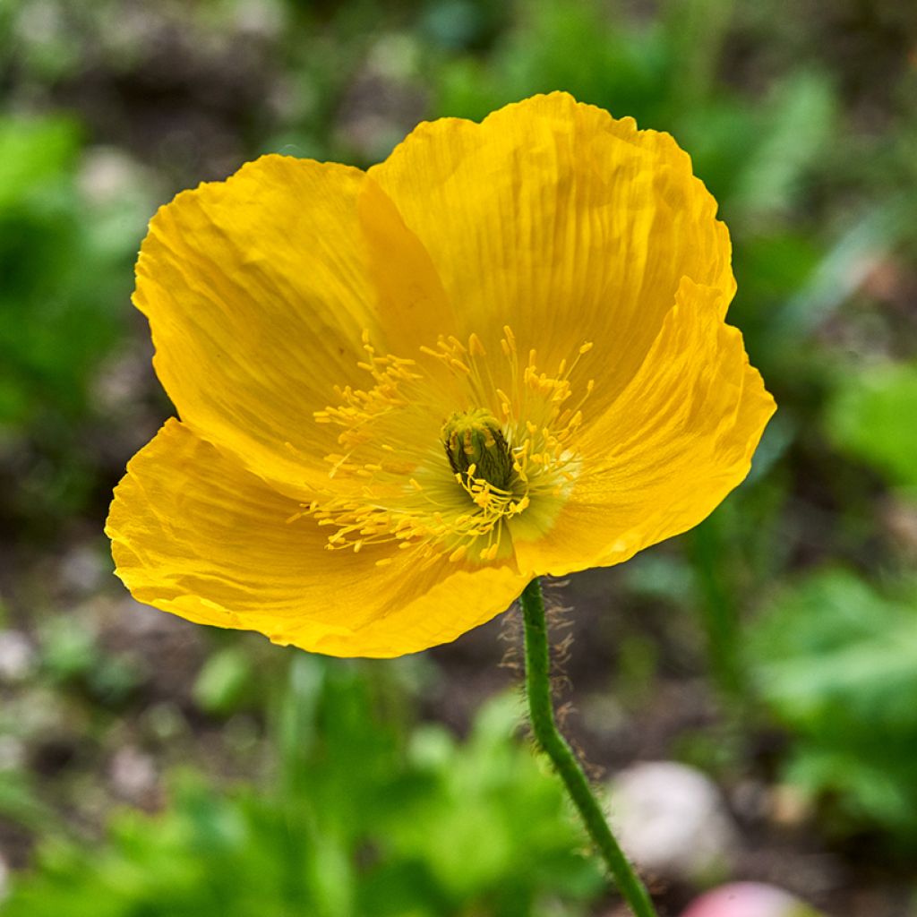 Meconopsis cambrica - Schijnpapaver