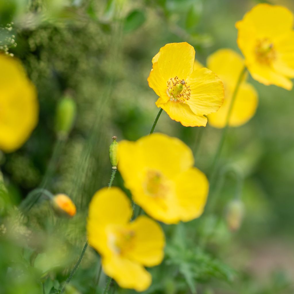 Meconopsis cambrica - Schijnpapaver