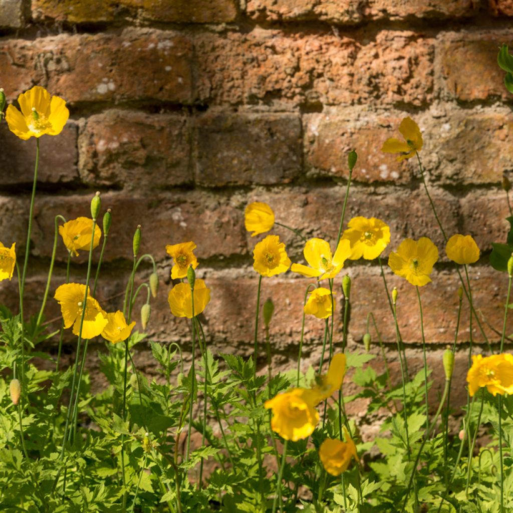 Meconopsis cambrica - Schijnpapaver