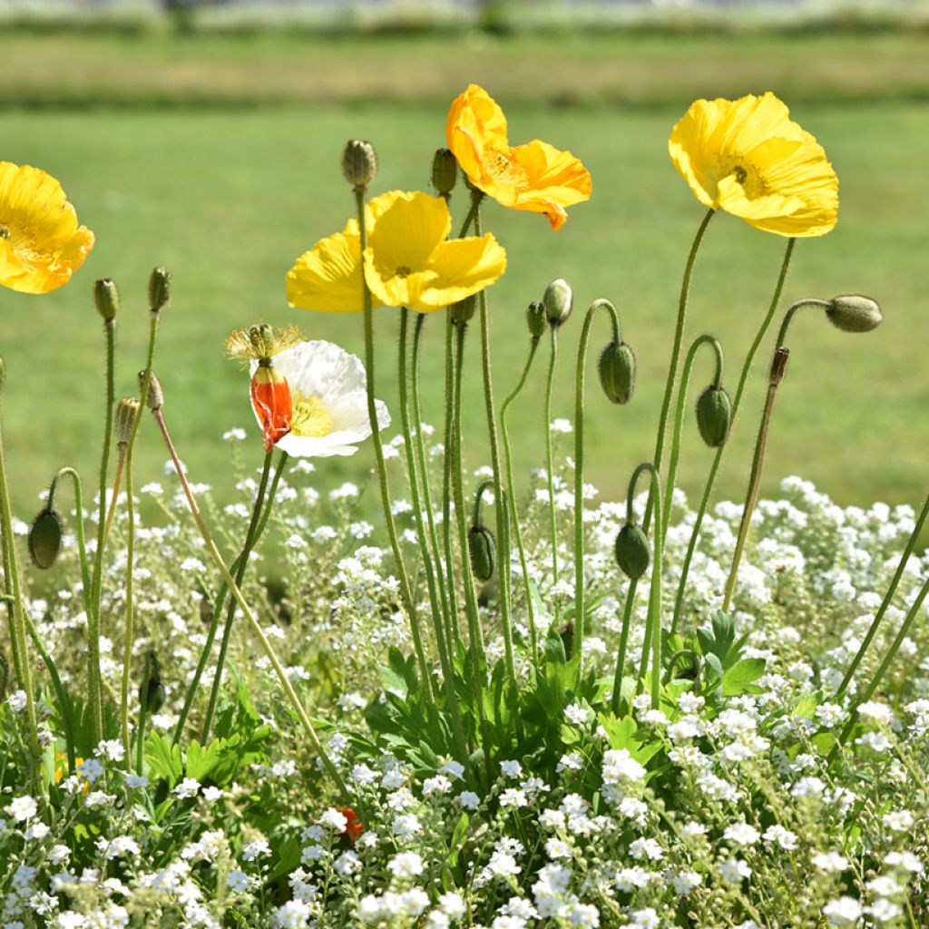 Meconopsis cambrica - Schijnpapaver