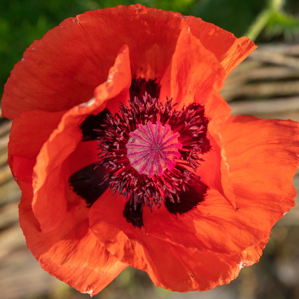 Papaver orientale Brilliant - Oosterse papaver
