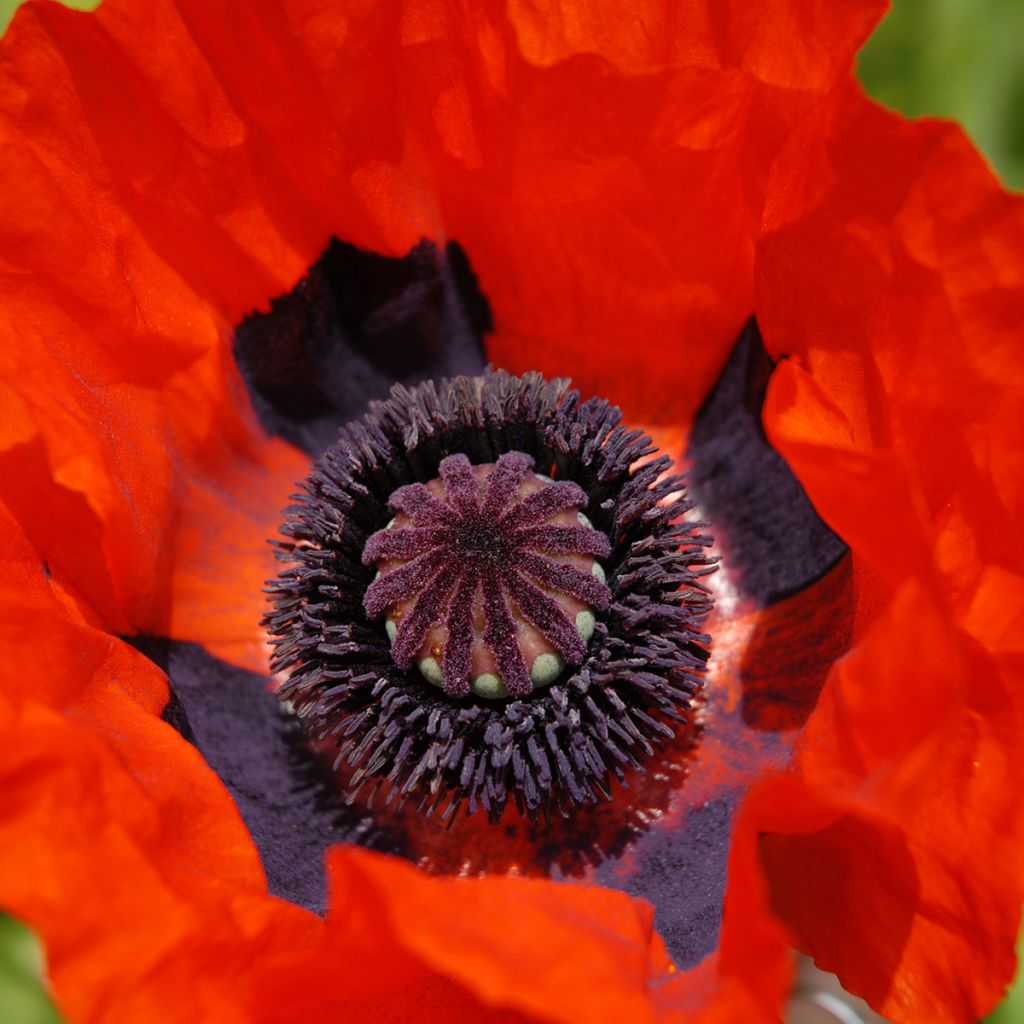 Papaver orientale Brilliant - Oosterse papaver
