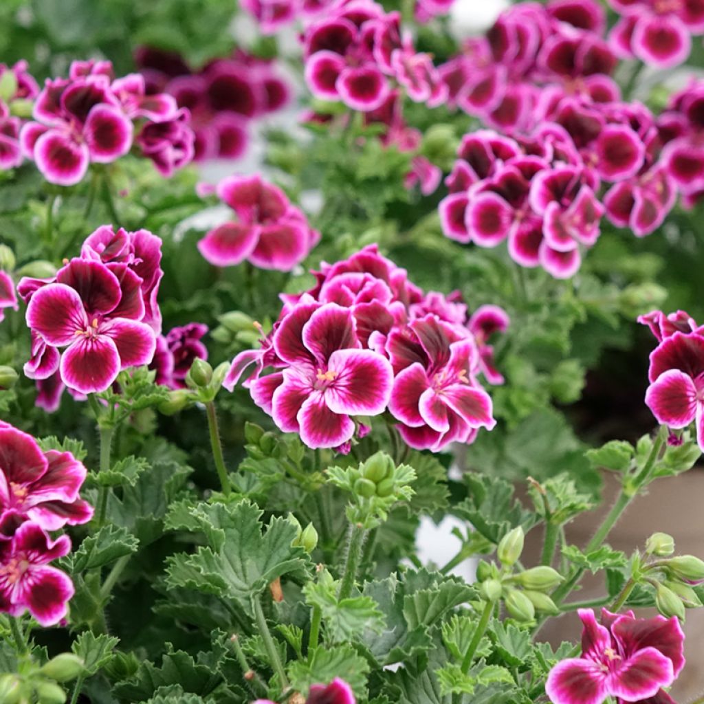 Pelargonium Mosquitaway Megan - Citroengeranium