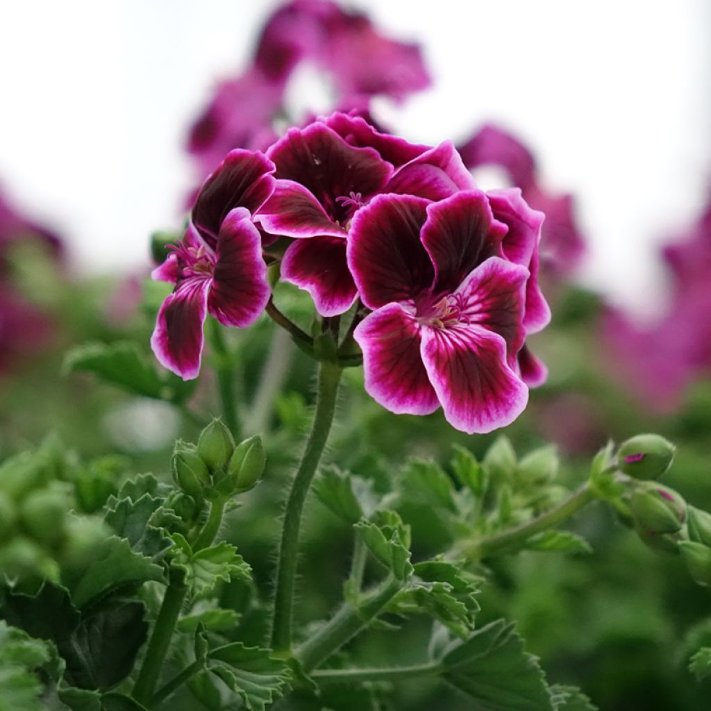 Pelargonium Mosquitaway Megan - Citroengeranium