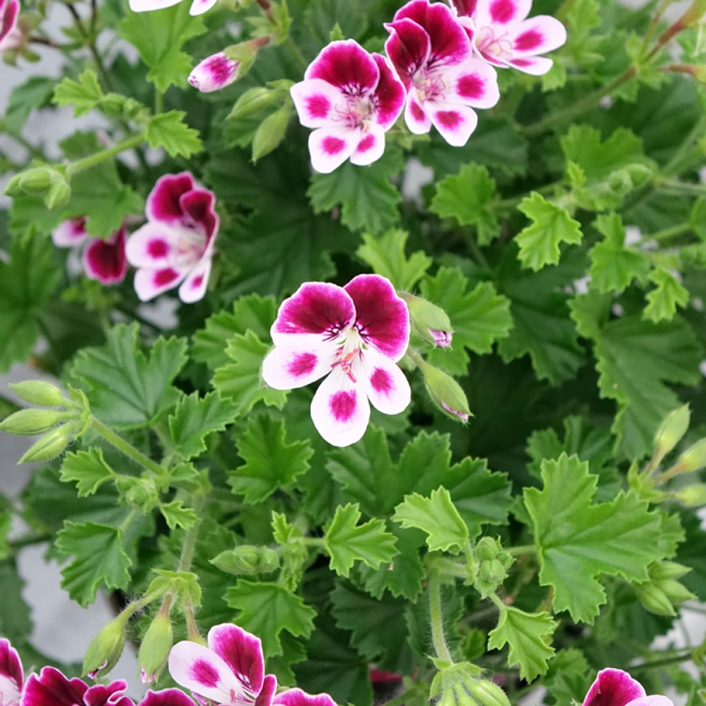 Pelargonium Mosquitaway Nova - Citroengeranium