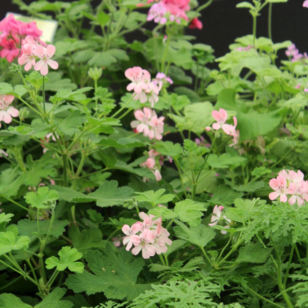 Pelargonium Sweet Mimosa - Geurgeranium