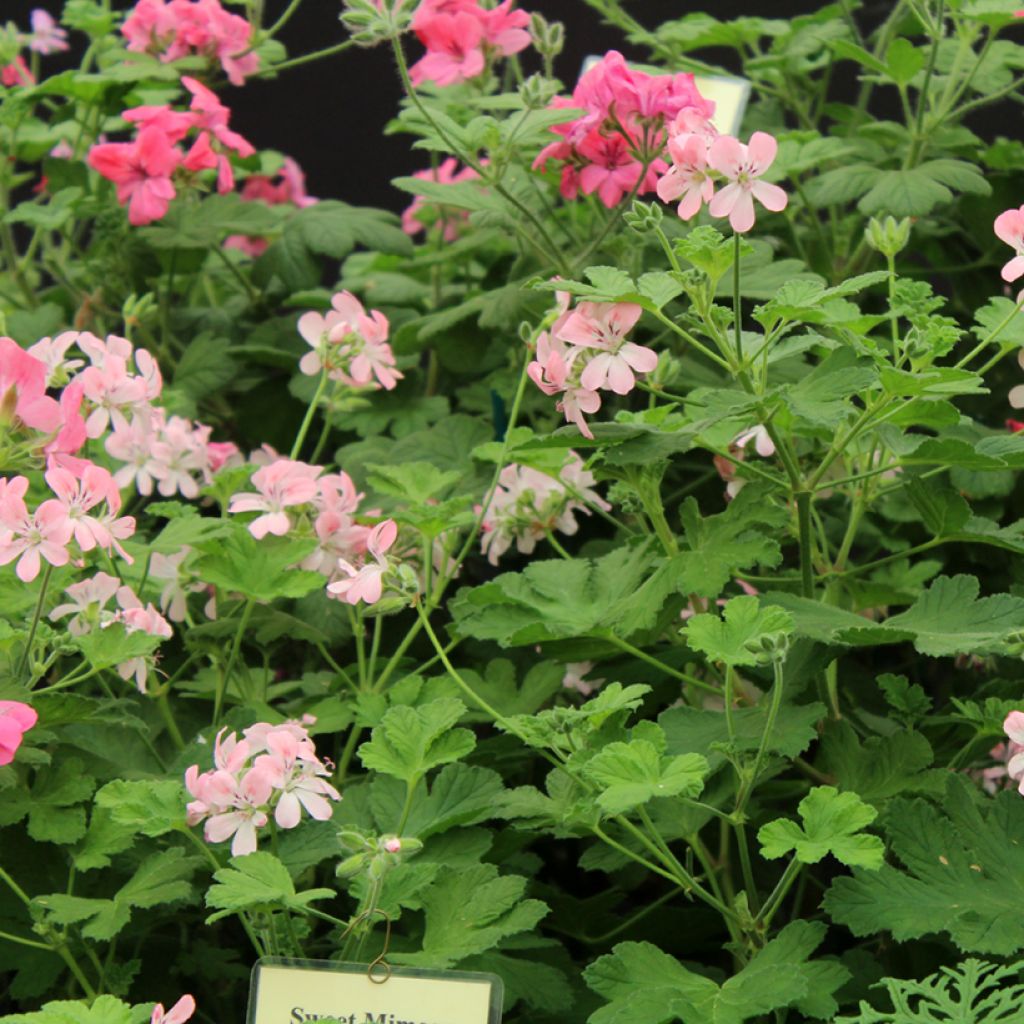 Pelargonium Sweet Mimosa - Geurgeranium