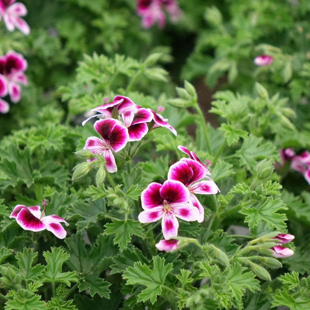 Pelargonium Mosquitaway Eva - Citroengeranium