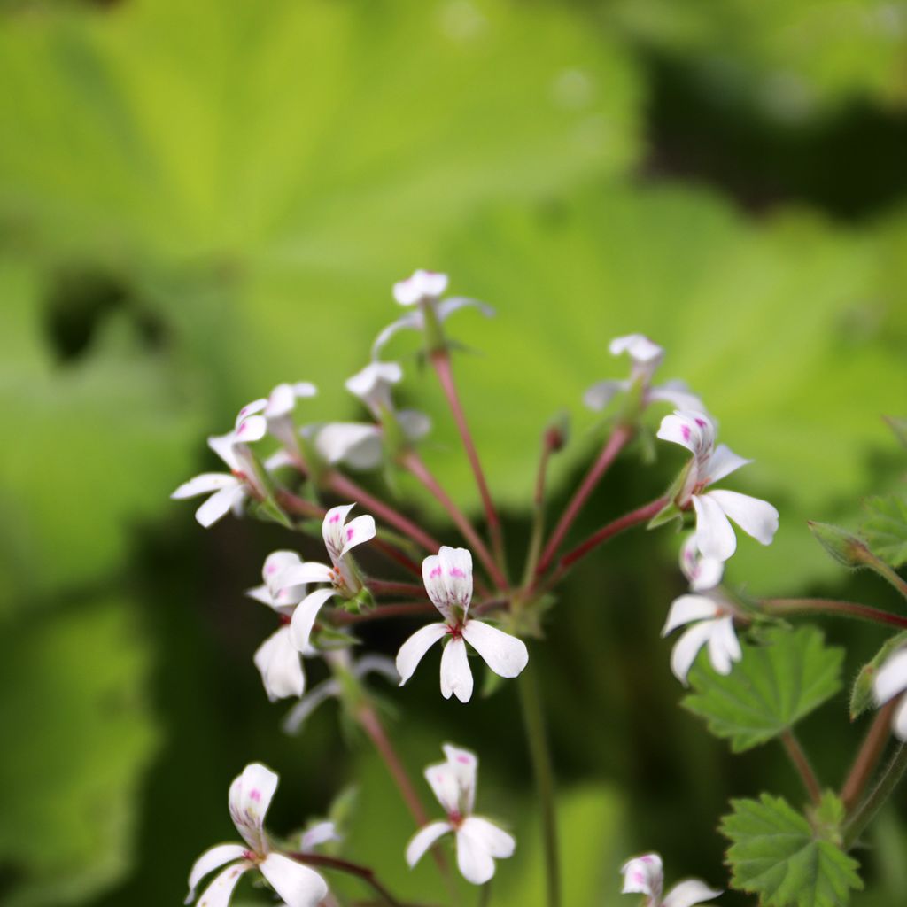 Pelargonium album - Botanische pelargonium