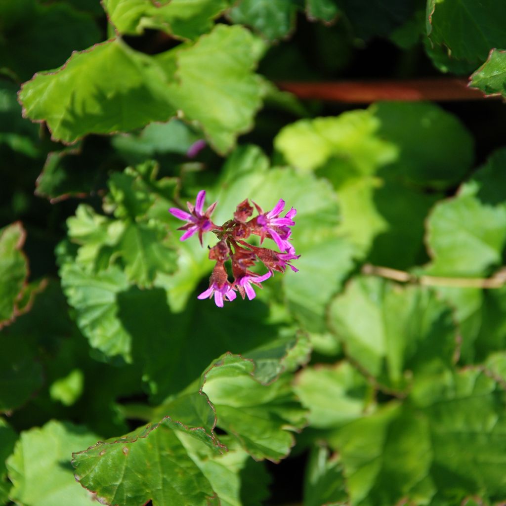 Pelargonium grossularioides - Botanische pelargonium