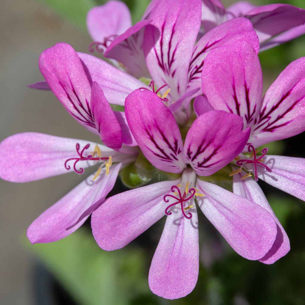 Pelargonium odorant Pink Capricorn - Géranium parfum rose coriandre