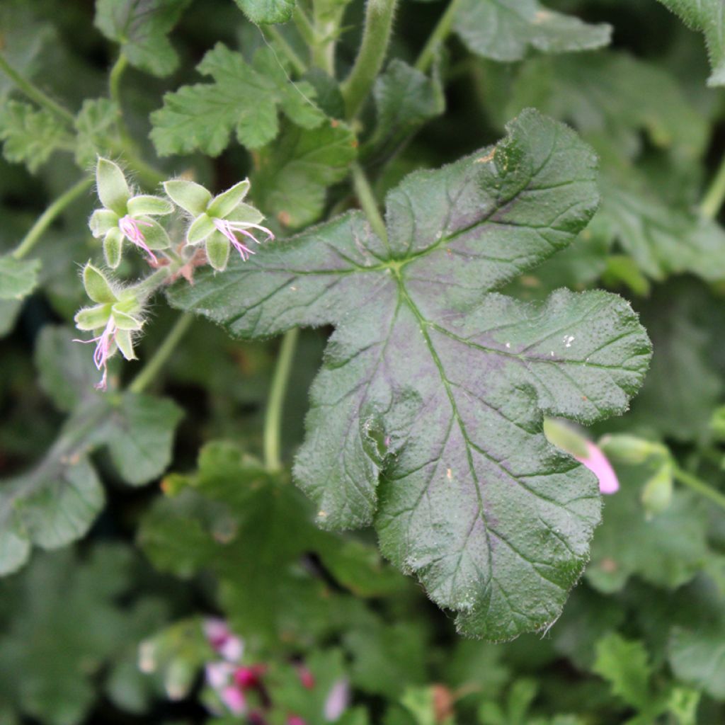 Pelargonium quercifolium - Eikenbladgeranium geurend