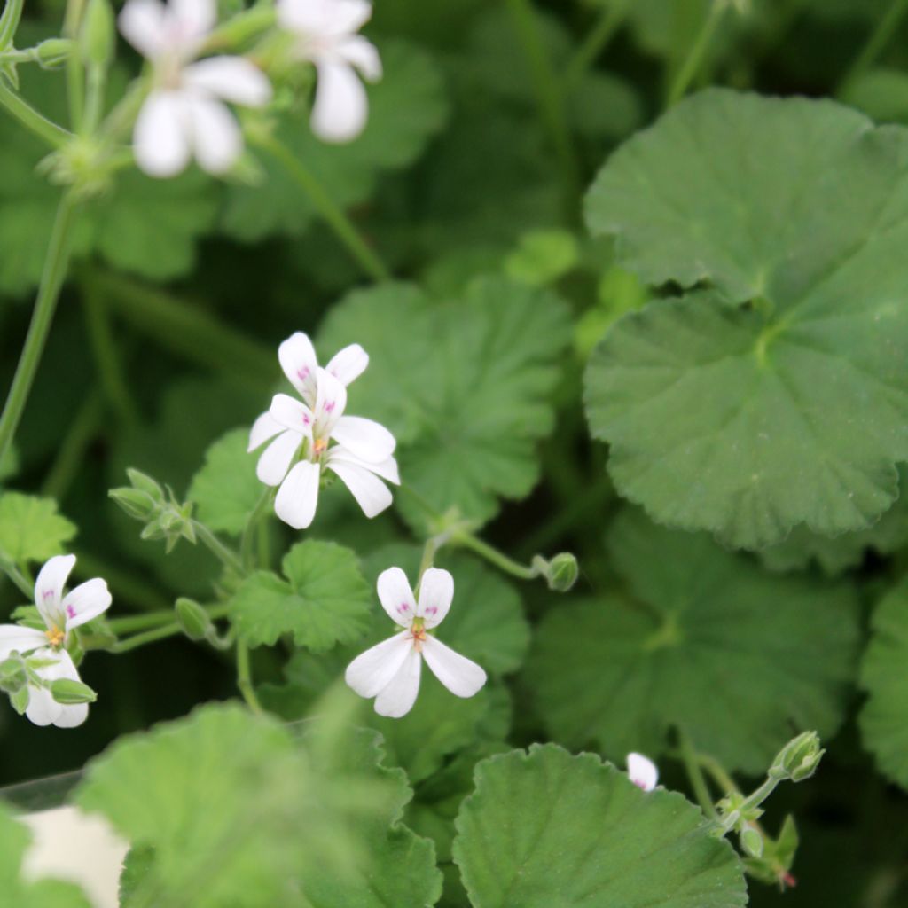 Pelargonium odoratissimum - Botanische pelargonium