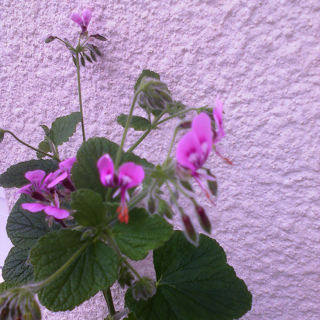 Pelargonium papilionaceum - Botanische pelargonium