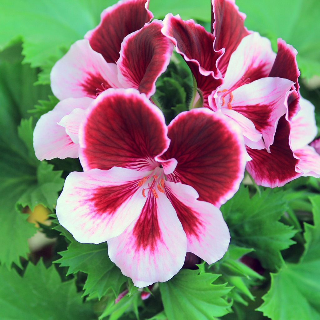 Pelargonium Angeleyes Burgundy - Franse mini-geranium