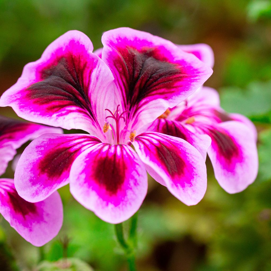 Pelargonium crispum Angel Eyes Blueberry - Franse mini-geraniums