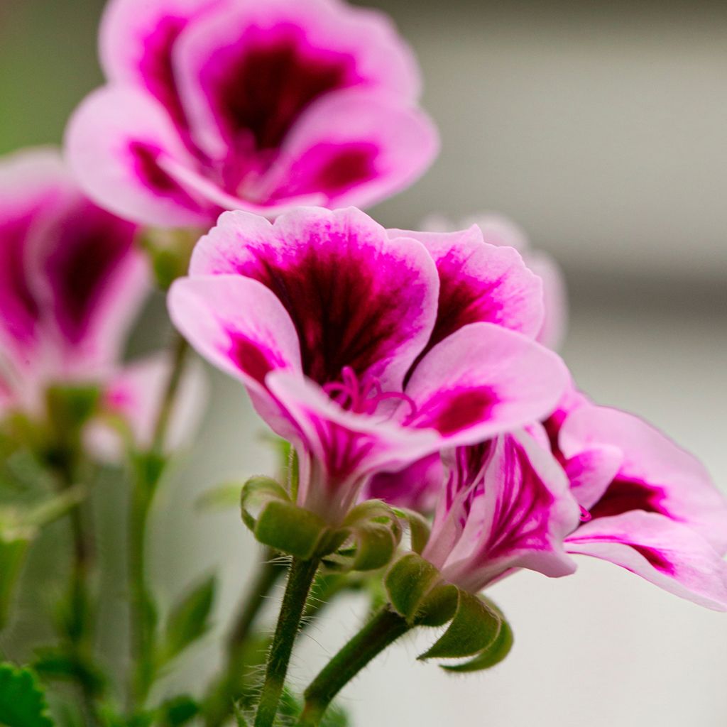 Pelargonium crispum Angel Eyes Blueberry - Franse mini-geraniums