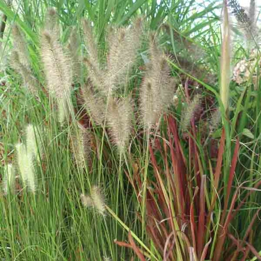 Pennisetum alopecuroïdes Hameln - Lampenpoetsersgras